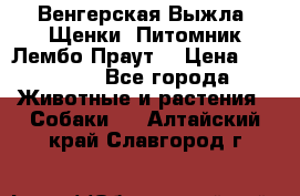 Венгерская Выжла. Щенки. Питомник Лембо Праут. › Цена ­ 35 000 - Все города Животные и растения » Собаки   . Алтайский край,Славгород г.